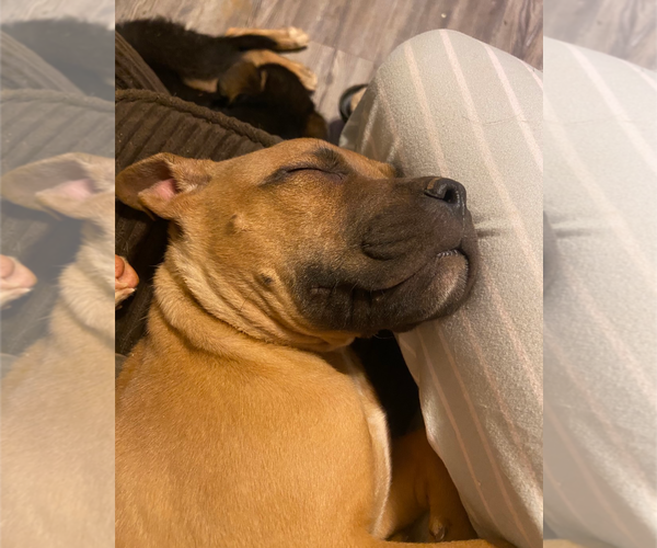 Medium Photo #5 Boxer-Unknown Mix Puppy For Sale in Holly Springs, NC, USA