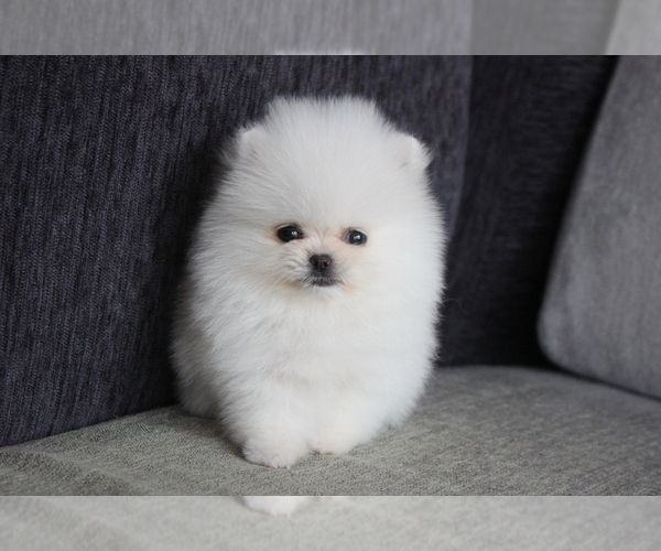 Medium Photo #5 Pomeranian Puppy For Sale in DALLAS, TX, USA