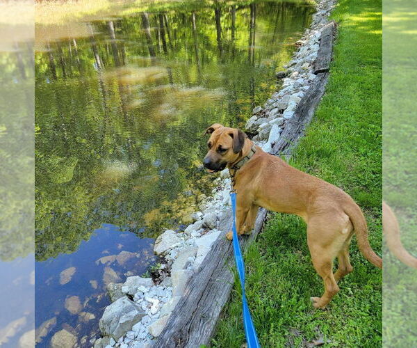 Medium Photo #11 Mutt Puppy For Sale in Foristell, MO, USA