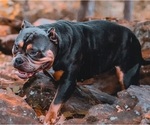 Small Photo #8 American Bully Puppy For Sale in LONGVIEW, TX, USA