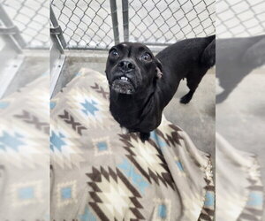 Chug Dogs for adoption in Temple, TX, USA