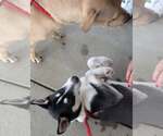 Small #10 Siberian Husky Mix