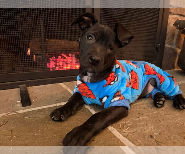 Medium Photo #5 Mutt Puppy For Sale in Tarrytown, GA, USA