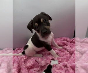 Beagle-Chihuahua Mix Dogs for adoption in Minneapolis, MN, USA