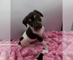 Small Beagle-Chihuahua Mix