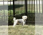 Small Poodle (Miniature) Mix