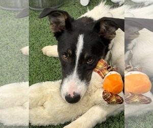 Scout - Male Border Collie Dog for Adoption - Photo #16