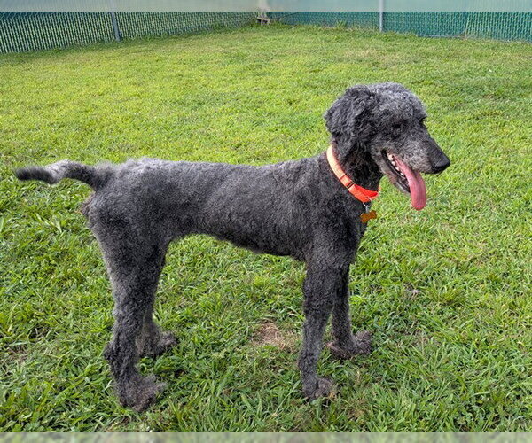 Medium Photo #1 Poodle (Standard)-Unknown Mix Puppy For Sale in Springfield, MA, USA