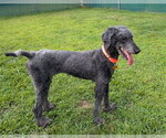 Small Poodle (Standard) Mix