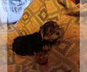 Yorkshire Terrier Puppy for sale in DENVER, NC, USA