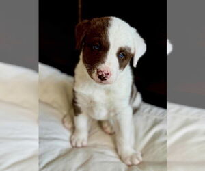 Pyrenees Catahoula Dogs for adoption in Dana Point, CA, USA