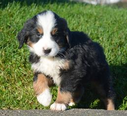 Father of the Bernese Mountain Dog-Labrador Retriever Mix puppies born on 03/13/2018