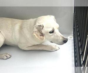 Labrador Retriever-Unknown Mix Dogs for adoption in Houston, TX, USA