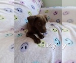 Image preview for Ad Listing. Nickname: Lucy