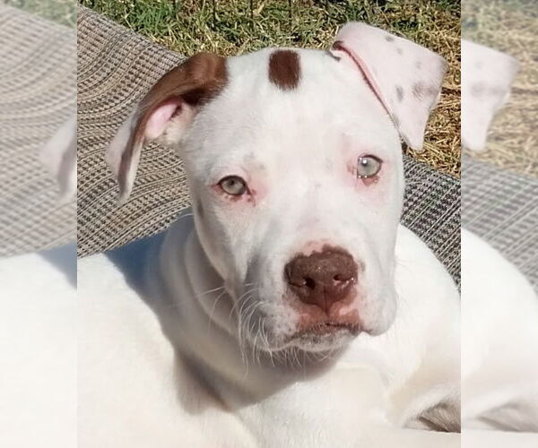 Medium Photo #15 Boxer-Unknown Mix Puppy For Sale in Mooresville, NC, USA