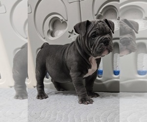 American Bully Puppy for sale in NORTH PORT, FL, USA