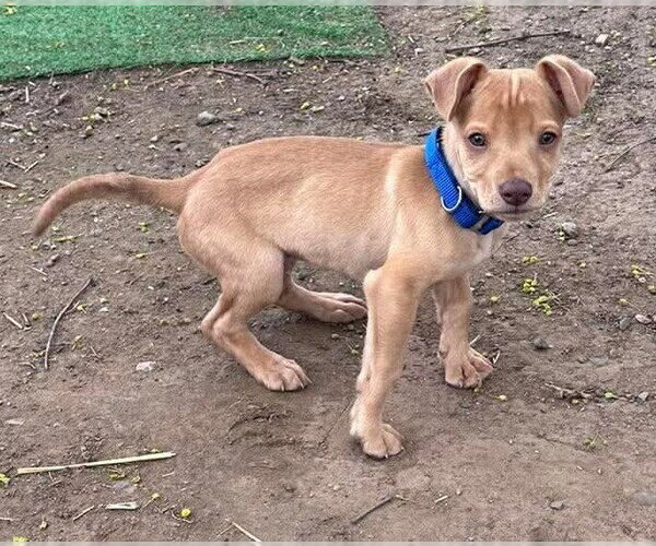 Medium Photo #10 Labrador Retriever-Unknown Mix Puppy For Sale in New York, NY, USA