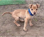 Small #9 Labrador Retriever Mix