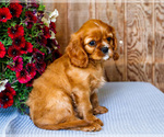 Small #3 Cavalier King Charles Spaniel