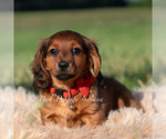Puppy Shortstack AKC Dachshund