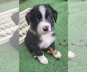 Australian Shepherd Puppy for sale in NELSON, VA, USA