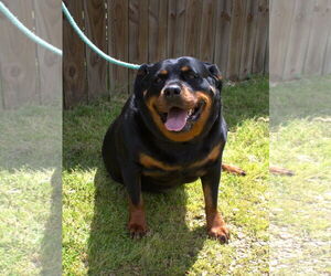 Leona - Female Rottweiler Dog for Adoption - Photo #2