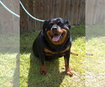Small #1 Rottweiler