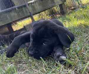 Cane Corso Puppy for Sale in WALTERBORO, South Carolina USA