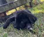 Small Cane Corso