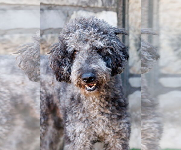 Medium Photo #13 Aussiedoodle Puppy For Sale in McKinney, TX, USA