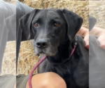 Small Great Dane Mix