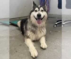 Alaskan Malamute Dogs for adoption in Camarillo, CA, USA