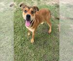 Small #1 Labrador Retriever Mix