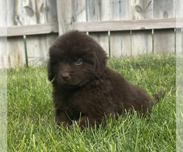 Medium Photo #15 Newfoundland Puppy For Sale in CAMBRIDGE, NE, USA