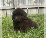 Small #6 Newfoundland