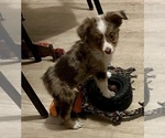 Small #9 Miniature Australian Shepherd