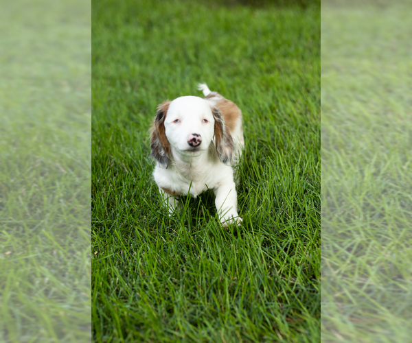 Medium Photo #3 Dachshund Puppy For Sale in BREMEN, IN, USA