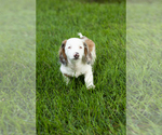 Small #2 Dachshund