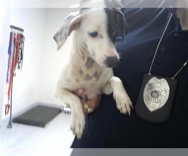 Medium Photo #1 Chihuahua-Unknown Mix Puppy For Sale in Pasadena, TX, USA