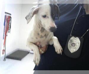 Chihuahua-Unknown Mix Dogs for adoption in Pasadena, TX, USA