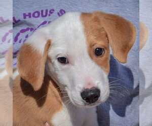 Archie - Male Border Collie-Collie Mix Dog for Adoption - Photo #6