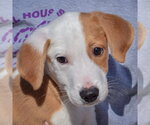 Small Photo #6 Border Collie-Collie Mix Puppy For Sale in Huntley, IL, USA