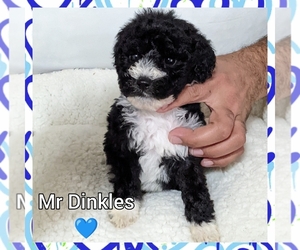 Sheepadoodle Puppy for sale in EASLEY, SC, USA