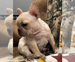 French Bulldog Puppy for sale in BOLIVAR, MO, USA