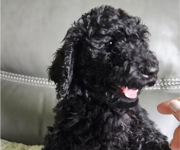 Medium Photo #8 Goldendoodle Puppy For Sale in DELTONA, FL, USA