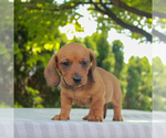 Small #1 Dachshund