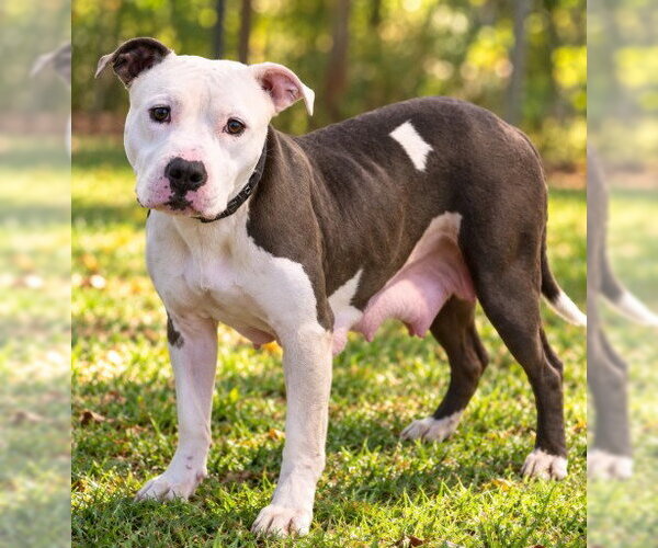 Medium Photo #1 American Pit Bull Terrier-American Staffordshire Terrier Mix Puppy For Sale in Frankenmuth, MI, USA