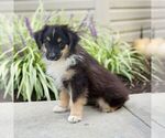 Small #2 Miniature Australian Shepherd