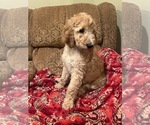 Small #4 Goldendoodle