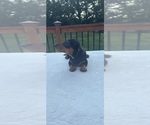Small #1 Dachshund